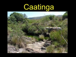 Caatinga 
 