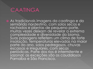  As tradicionais imagens da caatinga e do 
semiárido nordestino, com solos secos e 
rachados e plantas de pequeno porte, 
muitas vezes deixam de revelar a extrema 
complexidade e diversidade do bioma. 
Suas paisagens refletem um clima de forte 
insolação, temperaturas elevadas na maior 
parte do ano, solos pedregosos, chuvas 
escassas e irregulares, com secas 
periódicas. Parte dos rios é intermitente e 
sazonal; as exceções são os caudalosos 
Parnaíba e São Francisco. 
 