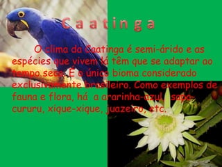 O clima da Caatinga é semi-árido e as
espécies que vivem lá têm que se adaptar ao
tempo seco. É o único bioma considerado
exclusivamente brasileiro. Como exemplos de
fauna e flora, há a ararinha-azul, sapo-
cururu, xique-xique, juazeiro, etc.
 