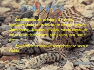Considerado um hotspot, é rico em
biodiversidade, e fazem parte de sua fauna e
flora araras, tucanos, gaviões, veado campeiro,
anta, tatus, lobo-guará, pequizeiro, pau-santo,
etc.
Seu clima é tropical alternadamente seco e
úmido.
 