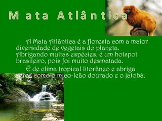 A Mata Atlântica é a floresta com a maior
diversidade de vegetais do planeta.
Abrigando muitas espécies, é um hotspot
brasileiro, pois foi muito desmatada.
É de clima tropical litorâneo e abriga
seres como o mico-leão dourado e o jatobá.
 