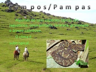 Algumas de suas espécies típicas são
jaguatirica, onça-pintada, jararaca, gramíneas
e árvore cabreúva.
O clima é
subtropical.
 