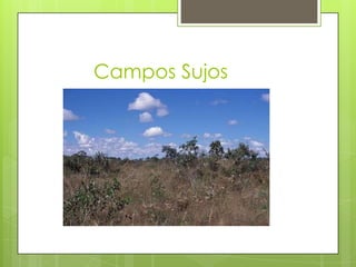 Campos Sujos

 