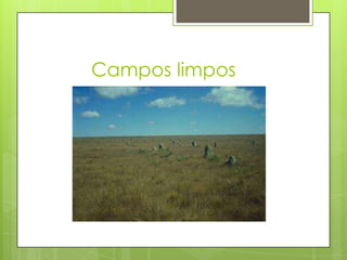 Campos limpos

 