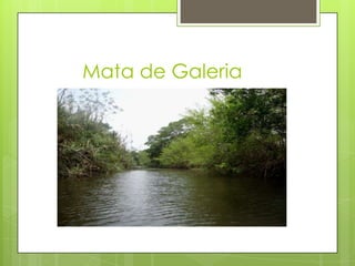 Mata de Galeria

 