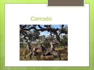 Cerrado

 