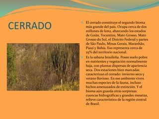 CERRADO
 El cerrado constituye el segundo bioma
más grande del país. Ocupa cerca de dos
millones de km2, abarcando los estados
de Goiás, Tocantins, Mato Grosso, Mato
Grosso do Sul, el Distrito Federal y partes
de São Paulo, Minas Gerais, Maranhão,
Piauí y Bahía. Eso representa cerca de
25% del territorio nacional.
 Es la sabana brasileña. Posee suelo pobre
en nutrientes y vegetación normalmente
baja, con plantas dispersas de apariencia
seca. Dos estaciones bien marcadas
caracterizan el cerrado: invierno seco y
verano lluvioso. En ese ambiente viven
muchas especies de la fauna, incluso
bichos amenazados de extinción. Y el
bioma aún guarda otras sorpresas:
cuencas hidrográficas y grandes mesetas,
relieve característico de la región central
de Brasil.
 