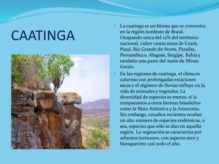 CAATINGA
 La caatinga es un bioma que se concentra
en la región nordeste de Brasil.
Ocupando cerca del 12% del territorio
nacional, cubre vastas áreas de Ceará,
Piauí, Rio Grande do Norte, Paraíba,
Pernambuco, Alagoas, Sergipe, Bahia y
también una parte del norte de Minas
Gerais.
 En las regiones de caatinga, el clima es
caluroso con prolongadas estaciones
secas y el régimen de lluvias influye en la
vida de animales y vegetales. La
diversidad de especies es menor, si la
comparamos a otros biomas brasileños
como la Mata Atlántica y la Amazonia.
Sin embargo, estudios recientes revelan
un alto número de especies endémicas, o
sea, especies que sólo se dan en aquella
región. La vegetación se caracteriza por
arbustos tortuosos, con aspecto seco y
blanquecino casi todo el año.
 