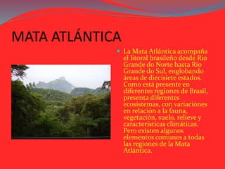 MATA ATLÁNTICA
 La Mata Atlántica acompaña
el litoral brasileño desde Rio
Grande do Norte hasta Rio
Grande do Sul, englobando
áreas de diecisiete estados.
Como está presente en
diferentes regiones de Brasil,
presenta diferentes
ecosistemas, con variaciones
en relación a la fauna,
vegetación, suelo, relieve y
características climáticas.
Pero existen algunos
elementos comunes a todas
las regiones de la Mata
Atlántica.
 