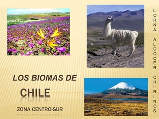     Chile Zona CENTRO-sur   LOS BIOMAS DE  LORNA ALCOCER CHIRINOS 
