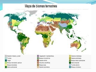 Biomas a nivel mundial