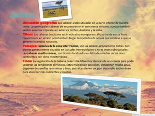 Sabana:
• Ubicación geografía: Las sabanas están ubicadas en la parte inferior de nuestra
tierra. Las principales sabanas de encuentran en el continente africano, aunque también
existen sabanas tropicales en América del Sur, Australia y la India.
• Clima: Las sabanas tropicales están ubicadas en regiones cálidas donde existe lluvia
mayormente en verano pero también largas temporadas de sequía que conlleva a que se
generen incendios naturales.
• Paisajes: Sabanas de la zona intertropical, son las sabanas propiamente dichas. Son
biomas generalmente situados en latitudes intertropicales y, raras veces subtropicales.
Las sabanas mediterráneas, son biomas localizados en latitudes medias de los cinco
continentes con clima mediterráneo.
• Flora: La vegetación de la Sabana desarrolla diferentes técnicas de resistencia para poder
soportar las condiciones climáticas. Estas multiplican sus raíces, almacenan mucha agua,
disponen de semillas resistentes o bien, sus raíces tienen un gran desarrollo subterráneo
para absorber más nutrientes y líquidos.
 