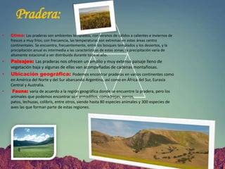 Pradera:
• Clima: Las praderas son ambientes templados, con veranos de cálidos a calientes e inviernos de
frescos a muy fríos; con frecuencia, las temperaturas son extremas en estas áreas centro
continentales. Se encuentra, frecuentemente, entre los bosques templados y los desiertos, y la
precipitación anual es intermedia a las características de estas zonas; la precipitación varía de
altamente estacional a ser distribuida durante todo el año.
• Paisajes: Las praderas nos ofrecen un amplio y muy extenso paisaje lleno de
vegetación baja y algunas de ellas van acompañadas de cadenas montañosas.
• Ubicación geográfica: Podemos encontrar praderas en varios continentes como
en América del Norte y del Sur abarcando Argentina, así como en África del Sur, Eurasia
Central y Australia.
• Fauna: varía de acuerdo a la región geográfica donde se encuentre la pradera, pero los
animales que podemos encontrar son armadillos, comadrejas, zorros,
patos, lechuzas, colibrís, entre otros, siendo hasta 80 especies animales y 300 especies de
aves las que forman parte de estas regiones.
 