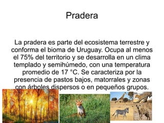 Pradera
La pradera es parte del ecosistema terrestre y
conforma el bioma de Uruguay. Ocupa al menos
el 75% del territorio y se desarrolla en un clima
templado y semihúmedo, con una temperatura
promedio de 17 °C. Se caracteriza por la
presencia de pastos bajos, matorrales y zonas
con árboles dispersos o en pequeños grupos.
 