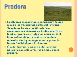  Es el bioma predominante en Uruguay. Ocupa
más de las tres cuartas partes del territorio.
Cuando no ha sido modificado (por
construcciones, siembra, etc.) está cubierto de
hierbas, gramíneas y algunos arbustos. Es el
lugar adecuado para la vida de muchos
animales –incluyendo ganado- , y presenta
buena fertilidad para la siembra.
 Ñandú, teruteru, perdiz, mulita, tucu-tucu,
ñacurutú, son ente otros, los animales de la
pradera.
 