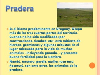  Es el bioma predominante en Uruguay. Ocupa
más de las tres cuartas partes del territorio.
Cuando no ha sido modificado (...