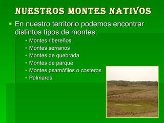 Nuestros montes nativos En nuestro territorio podemos encontrar distintos tipos de montes:  Montes ribereños Montes serranos Montes de quebrada Montes de parque Montes psamófilos o costeros Palmares.  