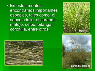 En estos montes encontramos importantes especies, tales como: el sauce criollo, el sarandí, matojo, ceibo, pitanga, coronilla, entre otros.  Sauce criollo   Matojo   Sarandí colorado   