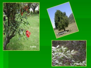 Ceibo Coronilla Pitanga   