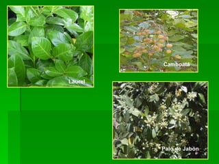 Laurel   Camboatá   Palo de Jabón   