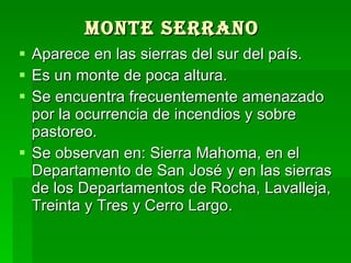 Monte serrano   Aparece en las sierras del sur del país. Es un monte de poca altura.  Se encuentra frecuentemente amenazado por la ocurrencia de incendios y sobre pastoreo.  Se observan en: Sierra Mahoma, en el Departamento de San José y en las sierras de los Departamentos de Rocha, Lavalleja, Treinta y Tres y Cerro Largo.  