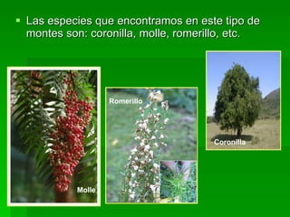 Las especies que encontramos en este tipo de montes son: coronilla, molle, romerillo, etc.  Coronilla Molle   Romerillo   