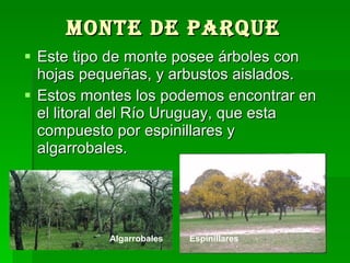 Monte de parque   Este tipo de monte posee árboles con hojas pequeñas, y arbustos aislados. Estos montes los podemos encontrar en el litoral del Río Uruguay, que esta compuesto por espinillares y algarrobales.  Espinillares  Algarrobales  