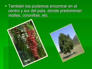 También los podemos encontrar en el centro y sur del país, donde predominan molles, coronillas, etc.  Coronilla Molle   