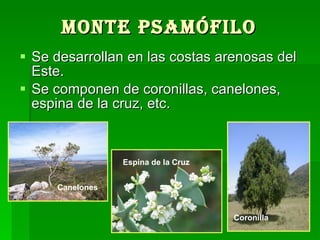 Monte Psamófilo   Se desarrollan en las costas arenosas del Este. Se componen de coronillas, canelones, espina de la cruz, etc.  Coronilla Espina de la Cruz   Canelones   
