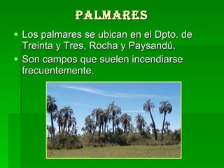 Palmares  Los palmares se ubican en el Dpto. de Treinta y Tres, Rocha y Paysandú.  Son campos que suelen incendiarse frecuentemente.  