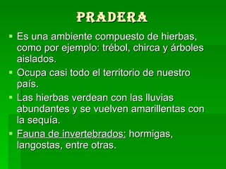 Pradera  Es una ambiente compuesto de hierbas, como por ejemplo: trébol, chirca y árboles aislados.  Ocupa casi todo el territorio de nuestro país.  Las hierbas verdean con las lluvias abundantes y se vuelven amarillentas con la sequía.  Fauna de invertebrados:  hormigas, langostas, entre otras.  