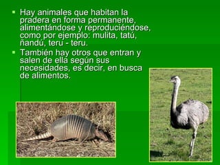 Hay animales que habitan la pradera en forma permanente, alimentándose y reproduciéndose, como por ejemplo: mulita, tatú, ñandú, teru - teru.  También hay otros que entran y salen de ella según sus necesidades, es decir, en busca de alimentos.  