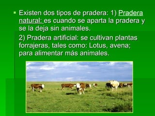 Existen dos tipos de pradera: 1)  Pradera  natural:  es cuando se aparta la pradera y se la deja sin animales.  2) Pradera artificial: se cultivan plantas forrajeras, tales como: Lotus, avena; para alimentar más animales.  