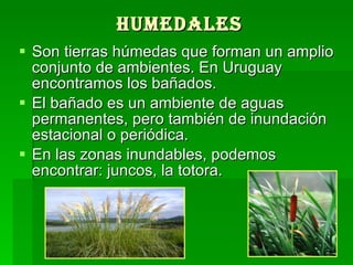 Humedales Son tierras húmedas que forman un amplio conjunto de ambientes. En Uruguay encontramos los bañados.  El bañado es un ambiente de aguas permanentes, pero también de inundación estacional o periódica.  En las zonas inundables, podemos encontrar: juncos, la totora.  