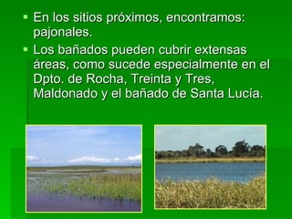 En los sitios próximos, encontramos: pajonales.  Los bañados pueden cubrir extensas áreas, como sucede especialmente en el Dpto. de Rocha, Treinta y Tres, Maldonado y el bañado de Santa Lucía. 