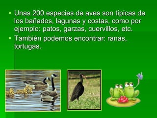 Unas 200 especies de aves son típicas de los bañados, lagunas y costas, como por ejemplo: patos, garzas, cuervillos, etc.  También podemos encontrar: ranas, tortugas.  