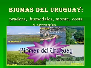 Biomas del Uruguay:   pradera,   humedales, monte, costa y serranías.  