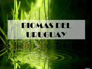 BIOMAS DEL
 URUGUAY
 