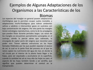 Ejemplos de Algunas Adaptaciones de los
         Organismos a las Características de los
                        Biomas
Las especies del manglar en general poseen adaptaciones
morfológicas que le permiten ocupar suelos inestable, y
adaptaciones morfo-fisiológicas para tolerar ambientes
salinos y salobres e intercambiar gases en sustratos con
baja concentración de oxigeno. Por otra parte los mangles
tienen estrategias reproductivas, como la de los propágalos
que pueden flotar durante periodos largos. Las raíces de
los mangles se encuentran parcialmente sumergidas en el
sustrajo, siendo la parcial aérea que sobresale, la
encargada de captar parte del oxigeno que necesitan para
poder vivir. Tienen además estructuras en las hojas
llamadas Hidátodos por las que pueden expulsar el exceso
de sal, la cual es la parte final del proceso en el que las
raíces captan los nutrimento del agua de mar, en donde la
sal circula por el interior de la planta hasta llegar a las
hojas, para ser expulsada y acumularse en la superficie,
cuando la cantidad de sal es muy alta las hojas se caen, el
aspecto de las hojas también tiende a ser xerófilo, que
significa que pueden determinar el control en la
transpiración.
 