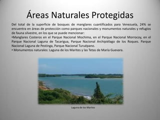 Áreas Naturales Protegidas
Del total de la superficie de bosques de manglares cuantificados para Venezuela, 24% se
encuentra en áreas de protección como parques nacionales y monumentos naturales y refugios
de fauna silvestre, en los que se puede mencionar:
•Manglares Costeros en el Parque Nacional Mochima, en el Parque Nacional Morrocoy, en el
Parque Nacional Laguna de Tacarigua, Parque Nacional Archipiélago de los Roques. Parque
Nacional Laguna de Pestinga, Parque Nacional Turuépano.
• Monumentos naturales: Laguna de los Marites y las Tetas de María Guevara.




                                      Laguna de los Marites
 