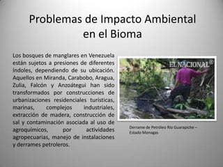Problemas de Impacto Ambiental
               en el Bioma
Los bosques de manglares en Venezuela
están sujetos a presiones de diferentes
índoles, dependiendo de su ubicación.
Aquellos en Miranda, Carabobo, Aragua,
Zulia, Falcón y Anzoátegui han sido
transformados por construcciones de
urbanizaciones residenciales turísticas,
marinas,     complejos     industriales,
extracción de madera, construcción de
sal y contaminación asociada al uso de
                                           Derrame de Petróleo Rio Guarapiche –
agroquímicos,      por      actividades    Estado Monagas
agropecuarias, manejo de instalaciones
y derrames petroleros.
 