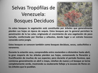 Selvas Tropófilas de
       Venezuela:
    Bosques Deciduos
En estos bosques la vegetación está constituida por árboles que generalmente
pierden sus hojas en época de sequía. Estos bosques por lo general permiten la
penetración de la luz solar, originando el crecimiento de una vegetación de poco
tamaño, conformada por hierbas y arbustos, dando lugar a un estrato boscoso
conocido como jungla.
Estos bosques se conocen también como bosques deciduos, secos, caducifolios o
veraneros.
Durante la estación seca, comprendida entre noviembre o diciembre hasta abril,
la gran mayoría de los árboles pierden sus hojas, comenzando la floración y
fructificación de muchas de sus especies; pero durante el período lluvioso, que
comienza generalmente en abril o mayo, retoñan de nuevo y el bosque se torna
completamente verde, mostrando su exuberante follaje y la escasez de flores en
los árboles que lo pueblan.
 