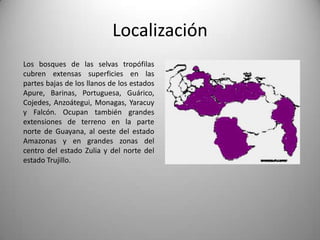Localización
Los bosques de las selvas tropófilas
cubren extensas superficies en las
partes bajas de los llanos de los estados
Apure, Barinas, Portuguesa, Guárico,
Cojedes, Anzoátegui, Monagas, Yaracuy
y Falcón. Ocupan también grandes
extensiones de terreno en la parte
norte de Guayana, al oeste del estado
Amazonas y en grandes zonas del
centro del estado Zulia y del norte del
estado Trujillo.
 