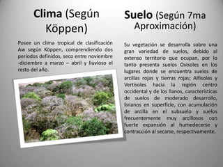 Clima (Según                         Suelo (Según 7ma
         Köppen)                               Aproximación)
Posee un clima tropical de clasificación   Su vegetación se desarrolla sobre una
Aw según Köppen, comprendiendo dos         gran variedad de suelos, debido al
períodos definidos, seco entre noviembre   extenso territorio que ocupan, por lo
-diciembre a marzo – abril y lluvioso el   tanto presenta suelos Oxisoles en los
resto del año.                             lugares donde se encuentra suelos de
                                           arcillas rojas y tierras rojas; Alfisoles y
                                           Vertisoles hacia la región centro
                                           occidental y de los llanos, características
                                           de suelos de moderado desarrollo,
                                           livianos en superficie, con acumulación
                                           de arcilla en el subsuelo y suelos
                                           frecuentemente muy arcillosos con
                                           fuerte expansión al humedecerse y
                                           contracción al secarse, respectivamente.
 