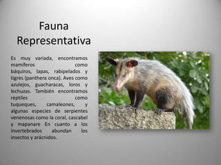 Fauna
  Representativa
Es muy variada, encontramos
mamíferos                    como
báquiros, lapas, rabipelados y
tigres (panthera onca). Aves como
azulejos, guacharacas, loros y
lechuzas. También encontramos
reptiles                     como
tuqueques,      camaleones,      y
algunas especies de serpientes
venenosas como la coral, cascabel
y mapanare En cuanto a los
invertebrados     abundan      los
insectos y arácnidos.
 