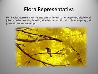 Flora Representativa
Los árboles representativos de este tipo de bioma son el araguaney, el jabillo, el
jobo, el indio desnudo, la ceiba, el miajo, el pardillo, el roble el saquisaqu, el
granadillo y otros de este tipo.
 
