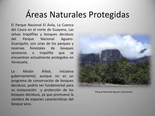 Áreas Naturales Protegidas
El Parque Nacional El Ávila, La Cuenca
del Caura en el norte de Guayana, Las
selvas tropófilas y bosques deciduos
del    Parque     Nacional     Aguaro-
Guariquito, son unas de los parques y
reservas forestales de bosques
veraneros o tropófila que se
encuentran actualmente protegidos en
Venezuela.

La     Misión      Árbol,     iniciativa
gubernamental, aunque no es un
programa de conservación de bosques
deciduos, podría ser fundamental para
su restauración y protección de los        Parque Nacional Aguaro-Guariquito
bosques deciduos, ya que promueve la
siembra de especies características del
bosque seco.
 
