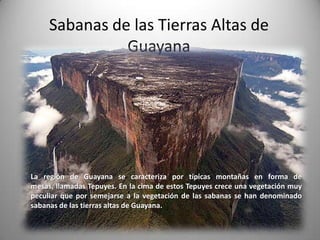 Sabanas de las Tierras Altas de
               Guayana




La región de Guayana se caracteriza por típicas montañas en forma de
mesas, llamadas Tepuyes. En la cima de estos Tepuyes crece una vegetación muy
peculiar que por semejarse a la vegetación de las sabanas se han denominado
sabanas de las tierras altas de Guayana.
 