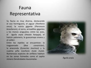 Fauna
   Representativa
Su fauna es muy diversa, destacando
el oso hormiguero, el jaguar (Panthera
onca), la nutria gigante (Pteronura
brasiliensis), el zorro, armadillos gigantes
y los monos araguatos; entre las aves,
el águila arpía (Harpia harpyja), el
halcón palomero, la guacamaya enana y
el colibrí.
Entre los reptiles se encuentran: la
tragavenado          (Boa       constrictor),
la anaconda (Eunectes murinos) y la
cuaima piña (Lachesis muta muta).
Numerosas especies de anfibios habitan
en las zonas húmedas como el sapito
                                                Águila arpía
minero Dendrobates leucomelas.
 