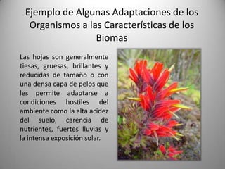 Ejemplo de Algunas Adaptaciones de los
  Organismos a las Características de los
                 Biomas
Las hojas son generalmente
tiesas, gruesas, brillantes y
reducidas de tamaño o con
una densa capa de pelos que
les permite adaptarse a
condiciones hostiles del
ambiente como la alta acidez
del suelo, carencia de
nutrientes, fuertes lluvias y
la intensa exposición solar.
 